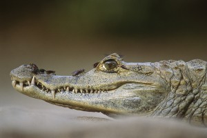 caiman