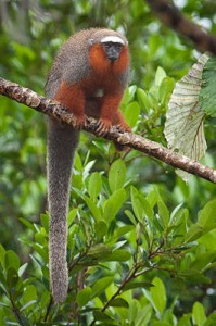 Callicebus