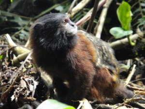 Saddleback_Tamarin